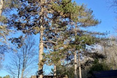 Cabin 6 majestic pines